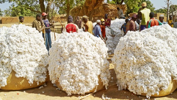 10/10/16 Les cotonculteurs de Niakaramadougou plaident pour une revalorisation du prix de leur produit